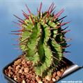 Euphorbia horrida
